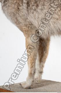 Wolf leg photo reference 0008